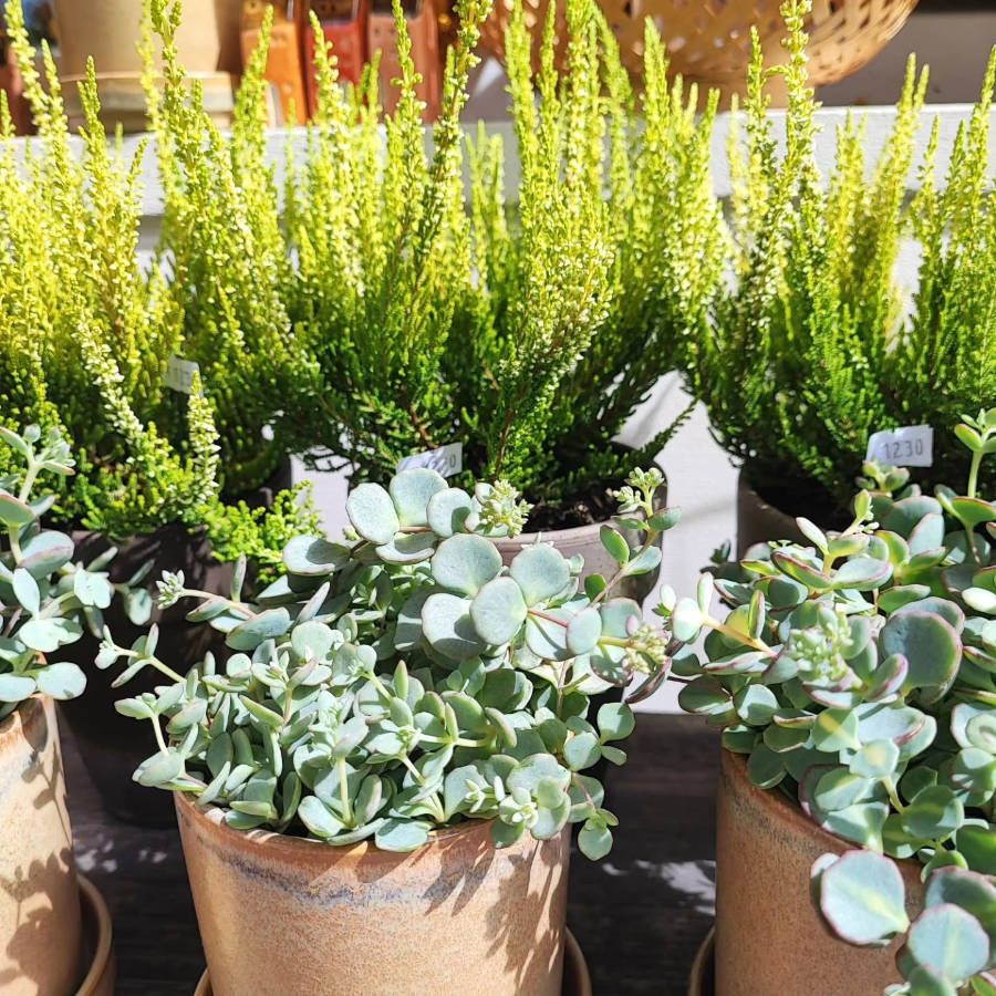 Bunter Blumenstrauß mit verschiedenen Blüten und Gräsern vor einer Holzlattenwand